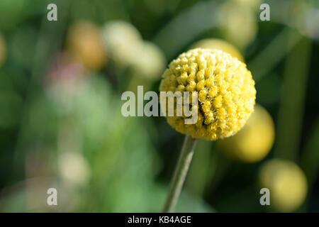 Craspedia globosa, communément connu sous le nom de Billy et boutons. woollyheads Banque D'Images