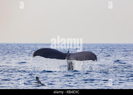 L'observation des baleines à bosse à Los Angeles Banque D'Images