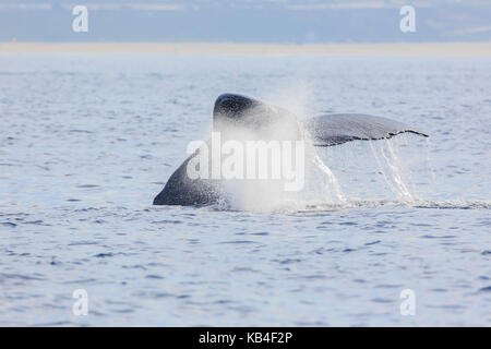 L'observation des baleines à bosse à Los Angeles Banque D'Images