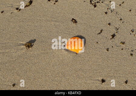 Rivage mer Nature morte avec une coquille d'huître et de divers éléments naturels au format paysage with copy space Banque D'Images