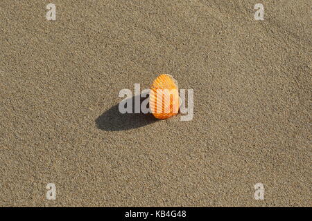 Rivage mer Nature morte avec une coquille d'huître et de divers éléments naturels au format paysage with copy space Banque D'Images