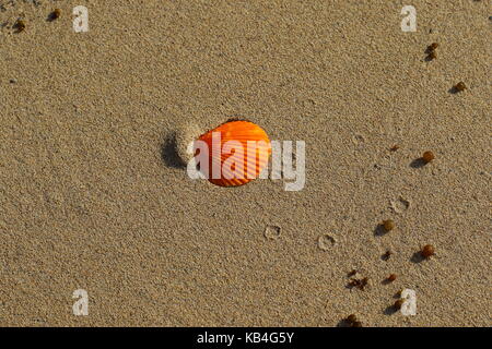 Rivage mer Nature morte avec une coquille d'huître et de divers éléments naturels au format paysage with copy space Banque D'Images