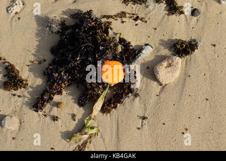 Rivage mer Nature morte avec une coquille d'huître et de divers éléments naturels au format paysage with copy space Banque D'Images