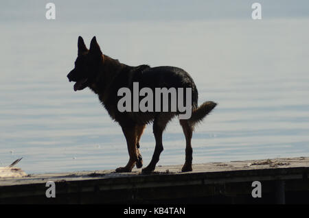 Silhouette de berger allemand debout sur un pont de bois. Banque D'Images