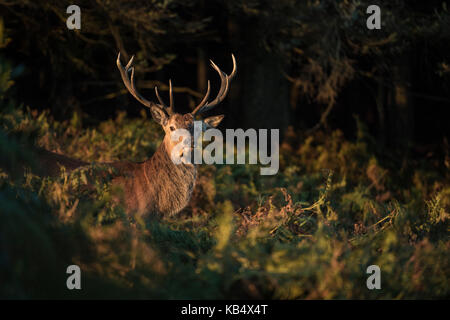 Red Deer stag en automne bracken Banque D'Images