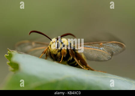 Sésie sesia apiformis (hornet) à l'aide de motion de l'aile pour réchauffer, en Angleterre, Rutland Banque D'Images