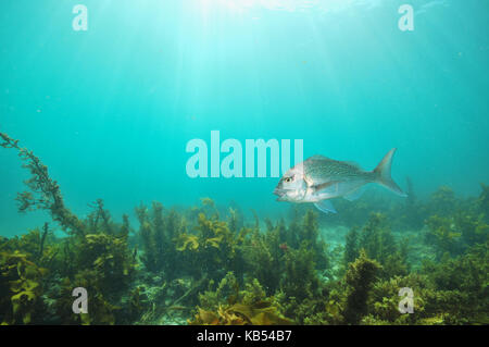 Australasian snapper Pagrus auratus nage avec la bouche ouverte au-dessus du fond plat recouvert d'algues brunes. Banque D'Images