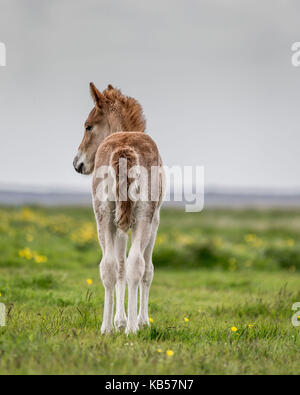 Naissance d'un poulain islandais, Islande chevaux de race pure, de l'islande Banque D'Images