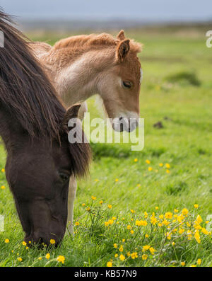 Mare et nouvelle naissance poulain islandais l'Islande, les chevaux de race pure, de l'islande Banque D'Images