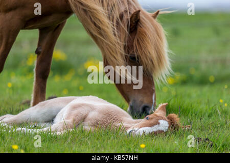 Mare et nouvelle naissance poulain islandais l'Islande, les chevaux de race pure, de l'islande Banque D'Images