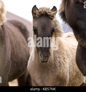 Poulain, l'Islande. Up-Laufskalarett Horse Round annuel, Skagafjordur, Islande les agriculteurs d'entretenir une longue tradition de laisser leurs chevaux déambulent librement dans les communes au cours de l'été. Chaque automne, les chevaux sont rassemblés et triés. Banque D'Images