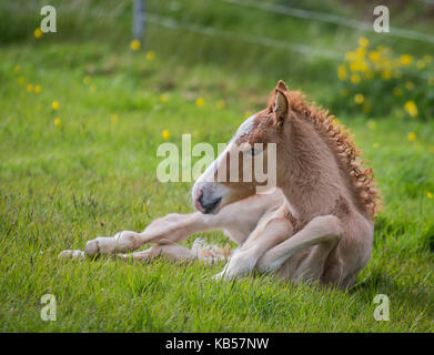 Naissance d'un poulain islandais, Islande chevaux de race pure, de l'islande Banque D'Images