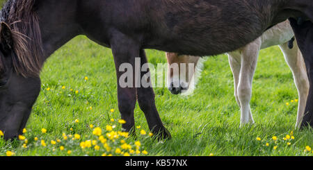 Mare et nouvelle naissance poulain islandais Islande le pâturage, les chevaux de race pure, de l'islande Banque D'Images