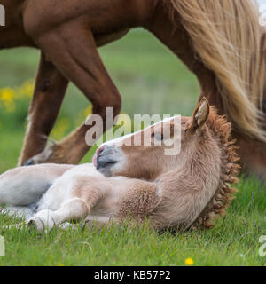 Mare et nouvelle naissance poulain islandais l'Islande, les chevaux de race pure, de l'islande Banque D'Images