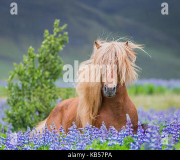 L'exécution par le lupin, cheval de race pure dans l'été de fleurs de lupins, Islande Banque D'Images