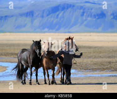 L'équitation sur longufjordur Beach, péninsule de snæfellsnes, l'islande Banque D'Images