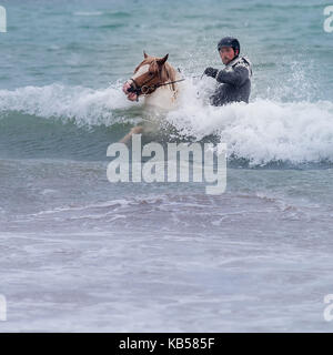 Équitation dans la mer, Islande cheval islandais et cavalier à la plage de Longufjorur, péninsule de Snaefellsnes, Islande Banque D'Images