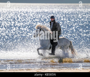 L'équitation sur longufjordur Beach, péninsule de snæfellsnes, l'islande Banque D'Images