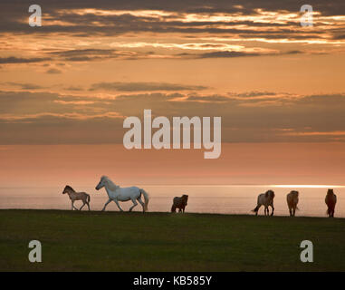 Les chevaux Islandais, Islande soleil de minuit Banque D'Images