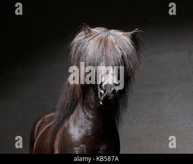 Portrait d'un cheval islandais, Islande Banque D'Images