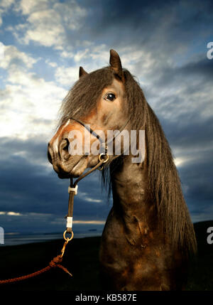 Portrait cheval islandais, Islande Banque D'Images