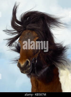 Portrait de cheval islandais, Islande Banque D'Images