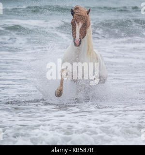 Cheval islandais dans la mer, longufjorur Beach, péninsule de snæfellsnes, l'islande Banque D'Images