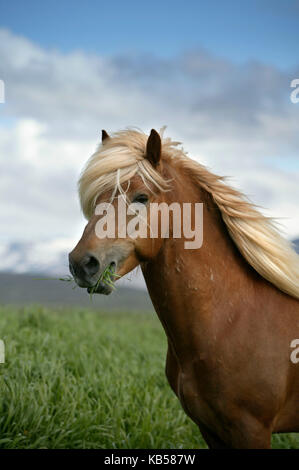 Cheval islandais, Islande Banque D'Images