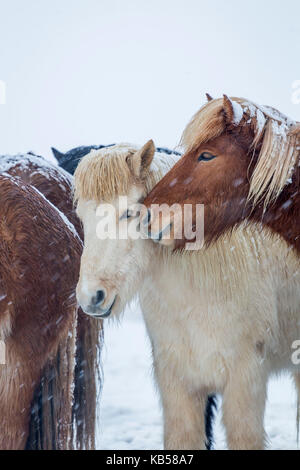 Chevaux Islandais dehors pendant une tempête d'hiver, l'islande Banque D'Images