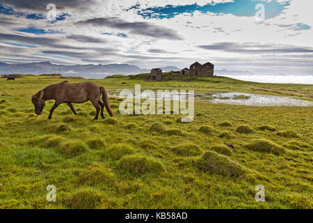 Élevage de chevaux par Vidbordssel- abandon ferme, Hornafjordur, Islande Banque D'Images