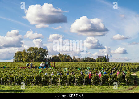 Château Pichon Baron , vignoble à Médoc, vendange, Pauillac, vigne, Bordeaux, Gironde, Aquitaine, France, Europe, Banque D'Images