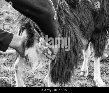 Close up de traite de chèvres dans les fermes traditionnelles. la traite. Image en noir et blanc Banque D'Images
