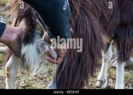 Fermer jusqu'à la traite des chèvres la traite traditionnelle de la ferme. Banque D'Images