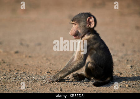 Babouin chacma (Papio ursinus) juvenile, Kruger National Park, Afrique du Sud, l'Afrique Banque D'Images