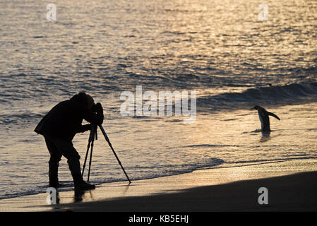 Photographe sur plage à St Andrews Bay Géorgie du Sud photographier un manchot royal à l'aube Banque D'Images