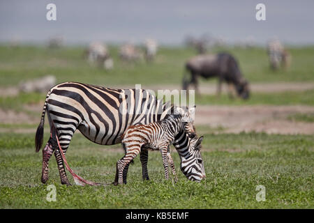 La moule commune (zèbre des plaines) (le zèbre de Burchell (Equus burchelli) mare et juste-né poulain, le cratère du Ngorongoro, en Tanzanie Banque D'Images