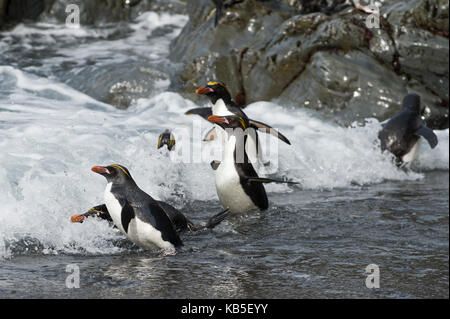 Pingouins Macaroni Eudyptes chrysolophus Hercules Bay Géorgie du Sud Janvier Banque D'Images