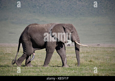 L'éléphant africain (Loxodonta africana) Bull, le cratère du Ngorongoro, en Tanzanie, Afrique de l'Est, l'Afrique Banque D'Images