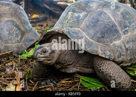 Tortue géante d'Aldabra aux Seychelles (aldabrachelys gigantea), Anse Takamaka, Mahe, Seychelles, océan indien, afrique Banque D'Images