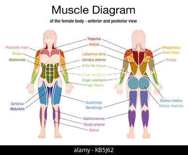 Schéma du muscle du corps féminin avec une description précise des muscles les plus importants - Vues avant et arrière - illustration sur fond blanc. Banque D'Images