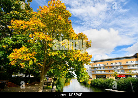 Taunton, Somerset, UK. 28 septembre 2017. Météo britannique. Couleurs d'automne d'or sur les arbres sur les rives de la rivière Tone à Taunton sur une chaude après-midi ensoleillé. Crédit photo : Graham Hunt/Alamy Live News Banque D'Images