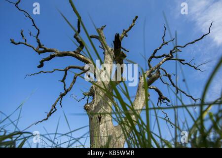 Rogalinek, wielkopolska, Pologne. Sep 27, 2017 27 septembre, 2017. rogalinek -, la Pologne - les premiers jours de l'automne parmi d'énormes vieux chênes (quercus robur) dans la vallée de la Warta river. c'est un des plus grand groupe des vieux chênes en Europe. Il y a une situation intéressante dans ce domaine parce que les deux chênes et les coléoptères (Cerambyx cerdo dont les larves se nourrissent entre autres sur les bois de chênes) sont protégés. crédit : dawid tatarkiewicz/zuma/Alamy fil live news Banque D'Images