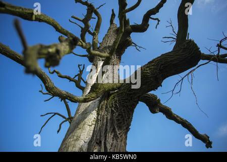 Rogalinek, wielkopolska, Pologne. Sep 27, 2017 27 septembre, 2017. rogalinek -, la Pologne - les premiers jours de l'automne parmi d'énormes vieux chênes (quercus robur) dans la vallée de la Warta river. c'est un des plus grand groupe des vieux chênes en Europe. Il y a une situation intéressante dans ce domaine parce que les deux chênes et les coléoptères (Cerambyx cerdo dont les larves se nourrissent entre autres sur les bois de chênes) sont protégés. crédit : dawid tatarkiewicz/zuma/Alamy fil live news Banque D'Images