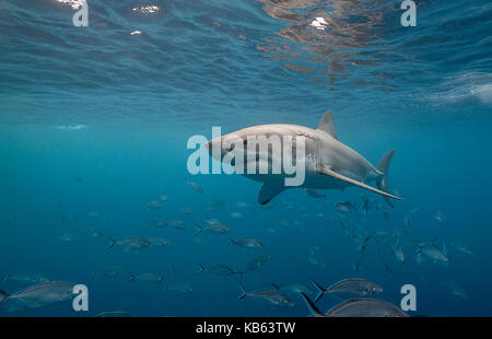 Grand requin blanc et carangues jacks, Neptune, Australie du Sud. Banque D'Images