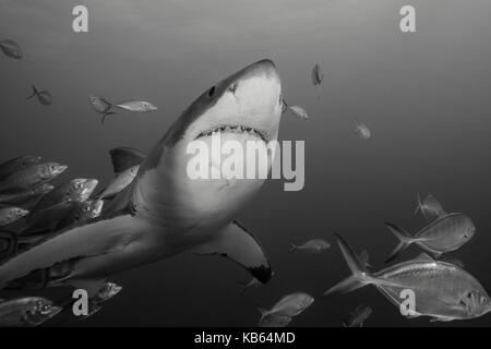 Grand requin blanc et carangues jacks, Neptune, Australie du Sud. Banque D'Images