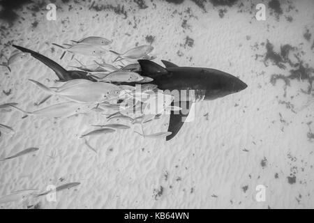 Grand requin blanc et carangues jacks, Neptune, Australie du Sud. Banque D'Images