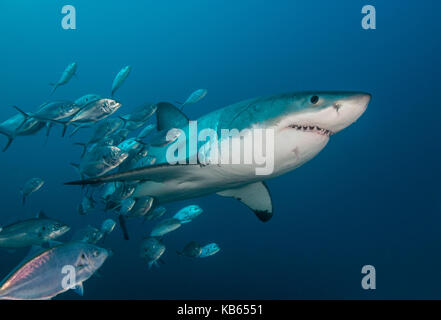 Grand requin blanc et carangues jacks, Neptune, Australie du Sud. Banque D'Images