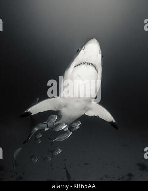 Grand requin blanc et carangues jacks, Neptune, Australie du Sud. Banque D'Images