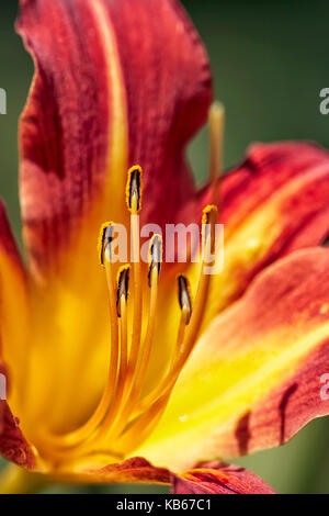 Gros plan sur une fleur de daylys rayée. Banque D'Images