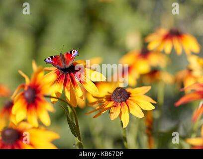 Le papillon paon (Aglais io) repose sur la fleur de Rudbeckia (Rudbeckia hirta). Banque D'Images
